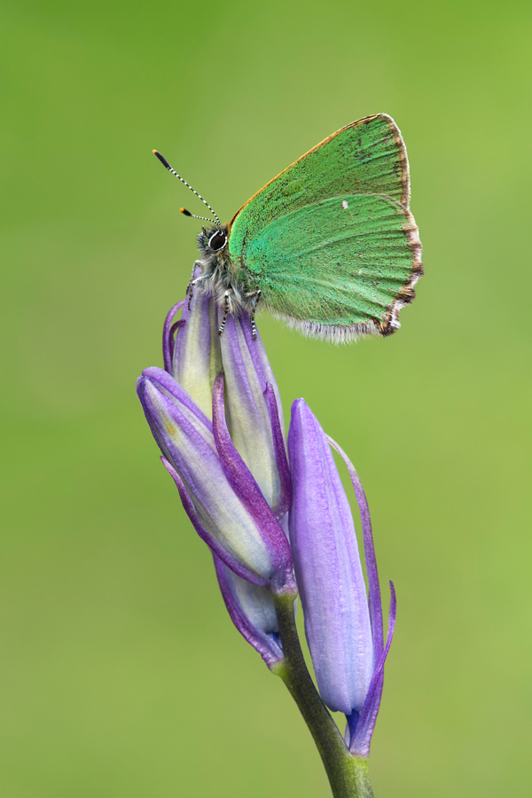 Green Hairstreak 2